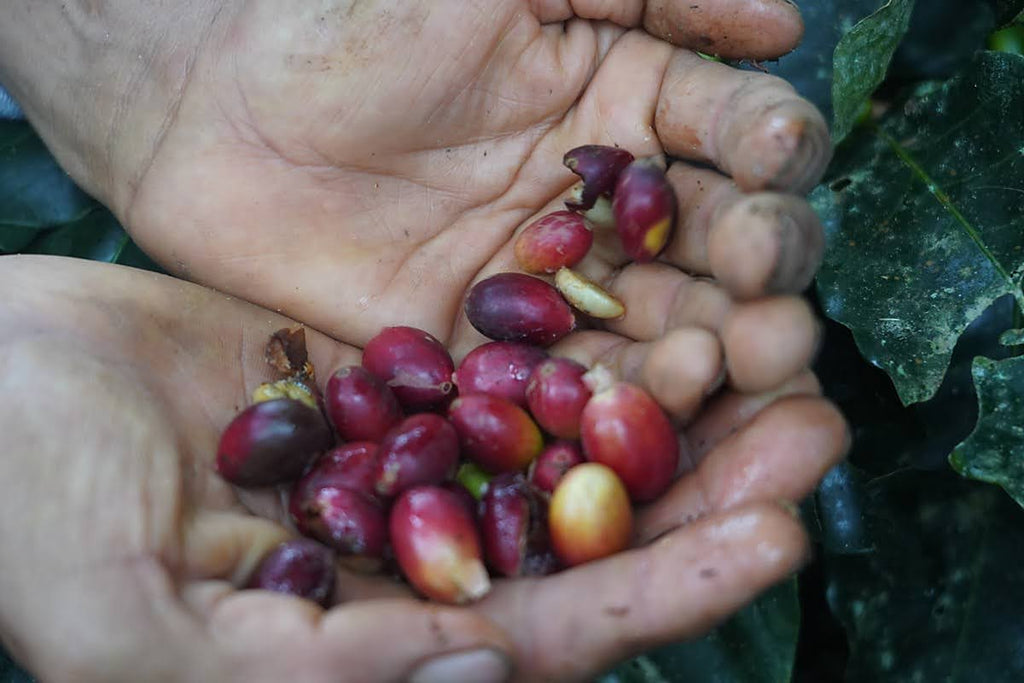 Single Origin - Lamas Province, Peru
