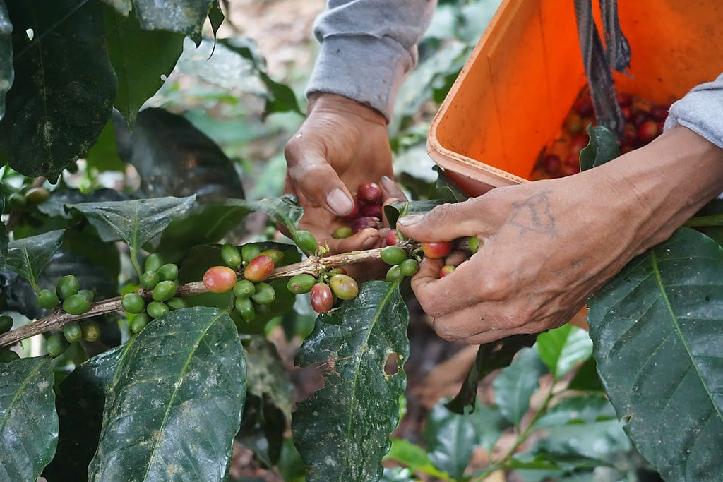 Single Origin - Lamas Province, Peru